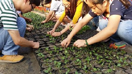 园艺中心栽培植物 园艺中心栽培植物